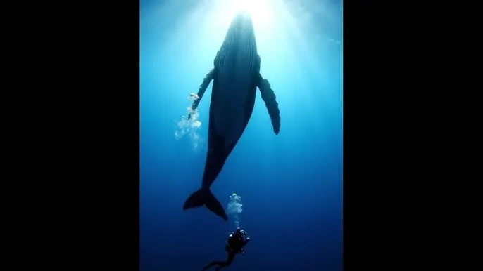 森日向子作品 - 深蓝星球：探索海洋深处的未知世界